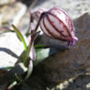 Meet your Posher, Chelsey